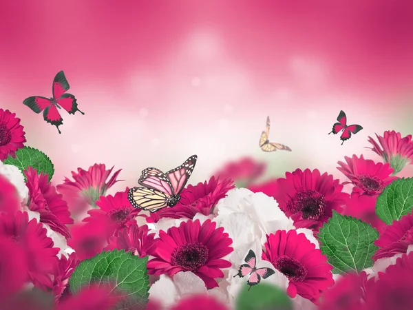 花の背景に色とりどりの菊 — ストック写真