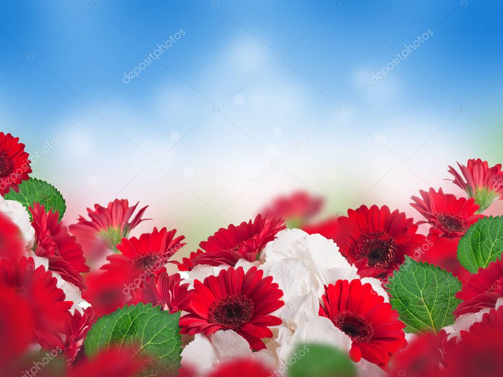 Multicolored chrysanthemums on a floral background