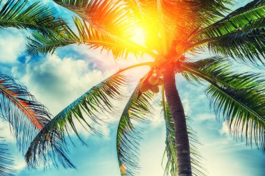 palmiye ağaçları ile güzel bulutlar