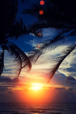 palmiye yaprakları ile sahilde günbatımı