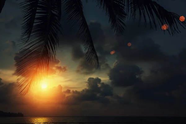 シュロの葉とビーチの夕日 — ストック写真