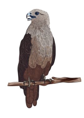 izole dalda oturan vektör gerçekçi kartal