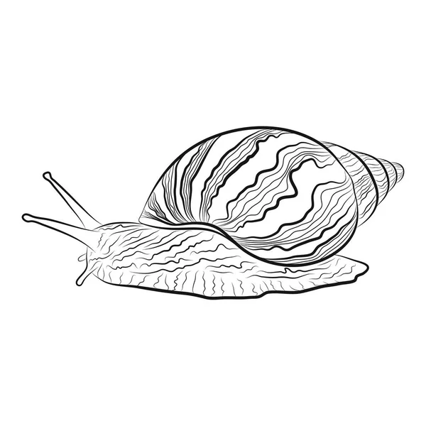 Escargot de jardin dessiné à la main — Image vectorielle
