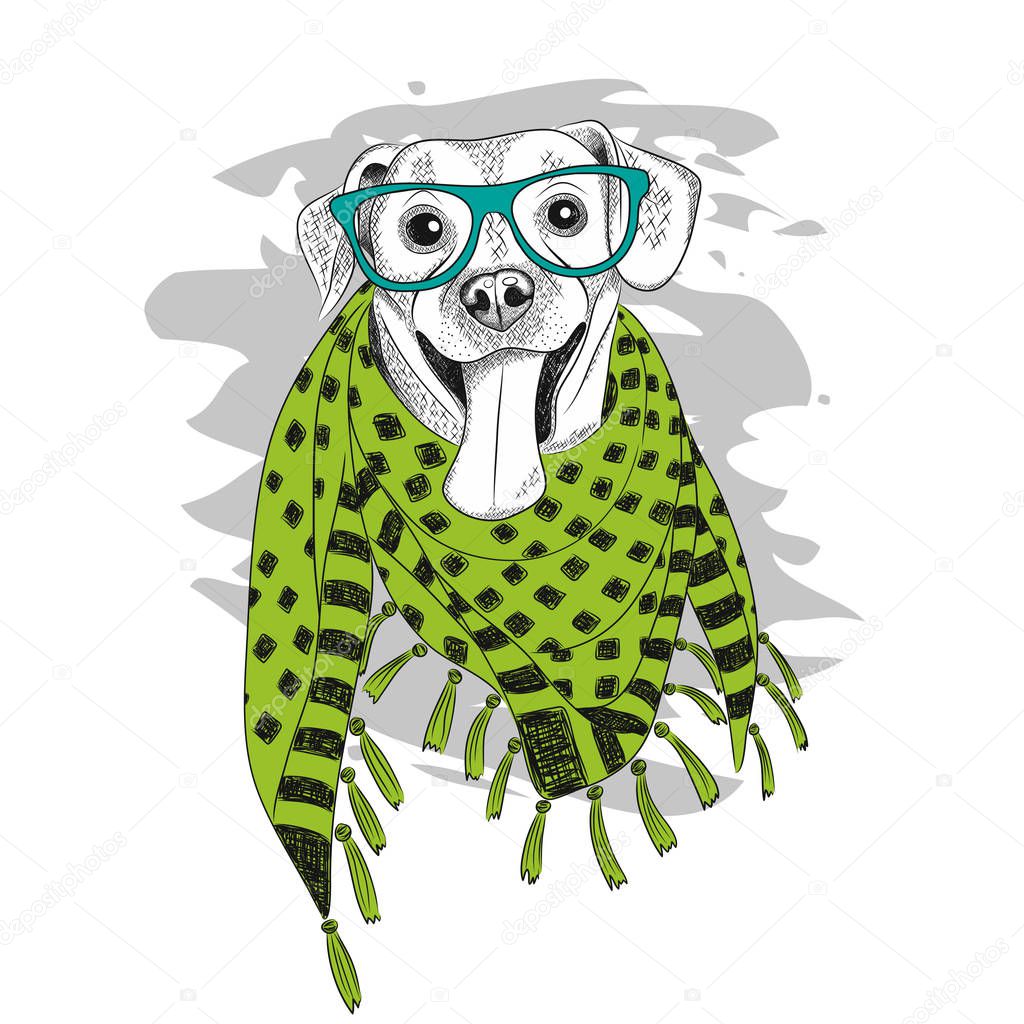 dog wearing glasses and scarf