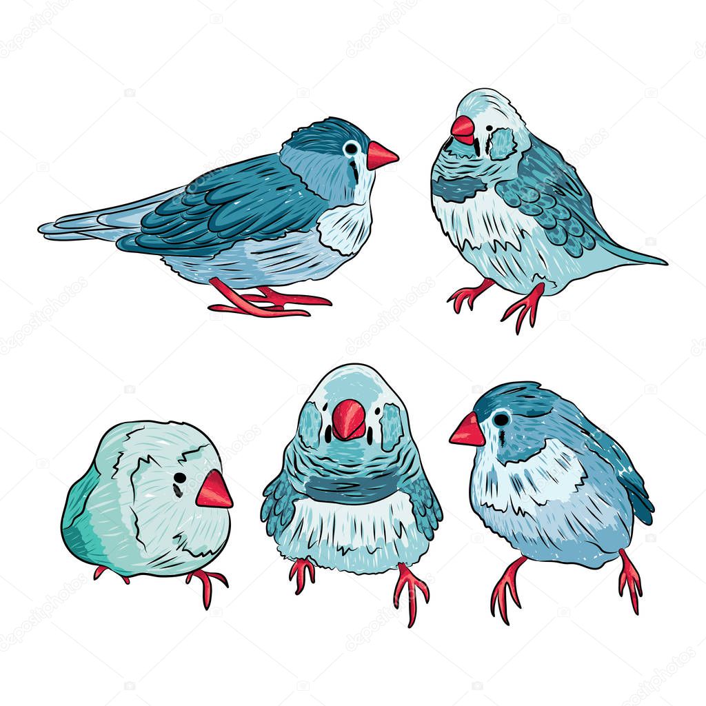 sparrows in blue and red colors