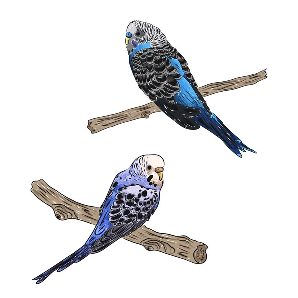 Реалістичні папуги, що сидять на гілках дерев — стоковий вектор