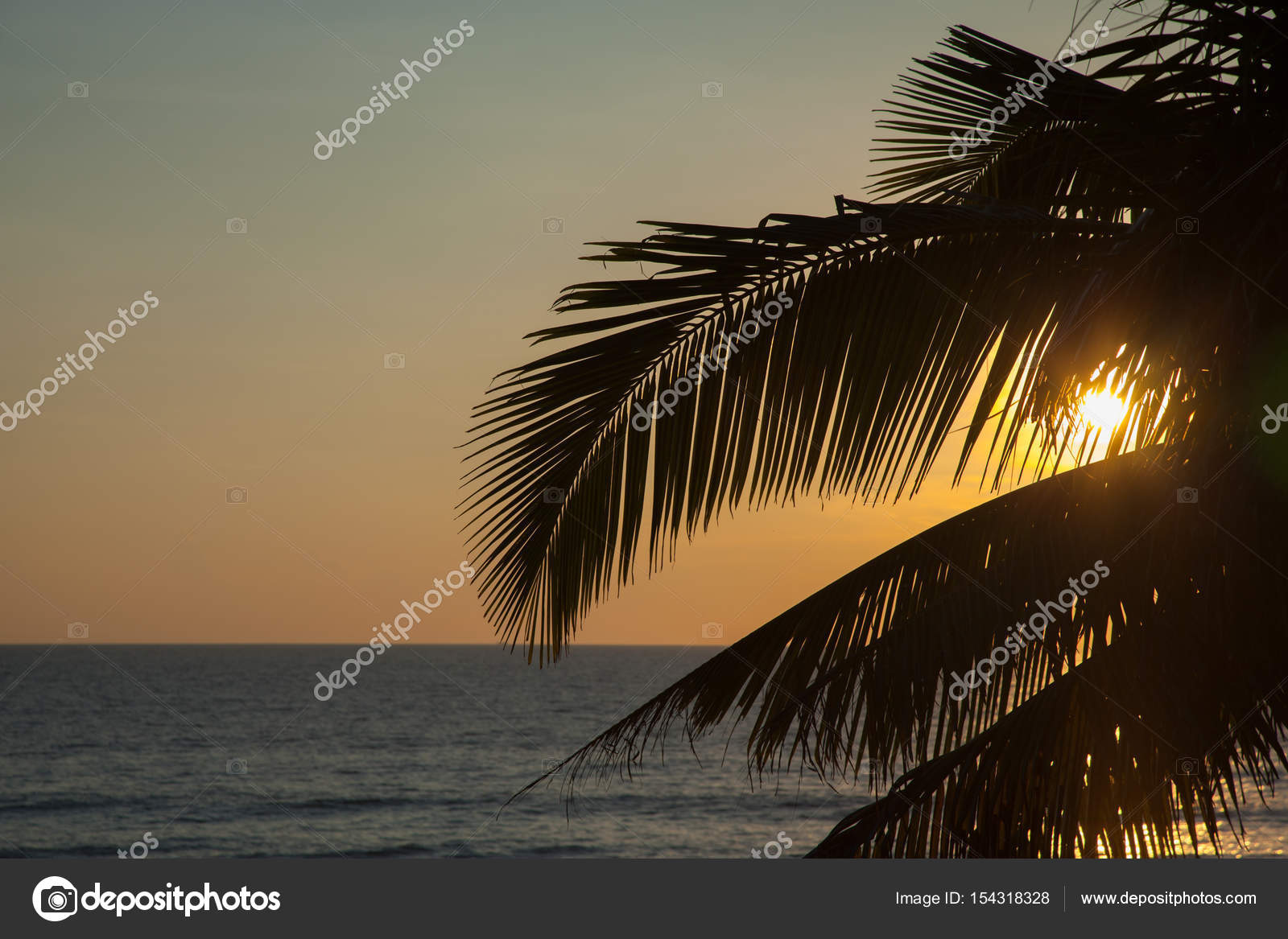 Coucher De Soleil Magnifique Avec Des Palmiers