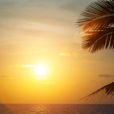 Palm ile güzel gün batımı