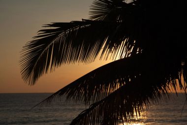 Palm ile güzel gün batımı