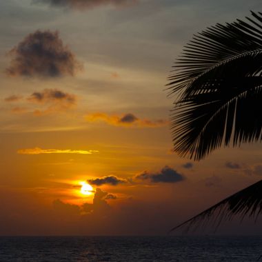 Palm ile güzel gün batımı