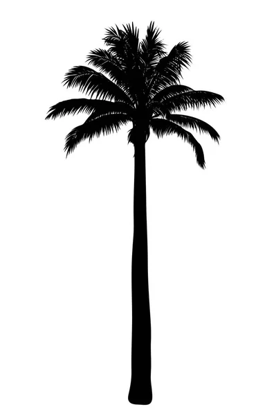 Silhouette de palmier tropical — Image vectorielle