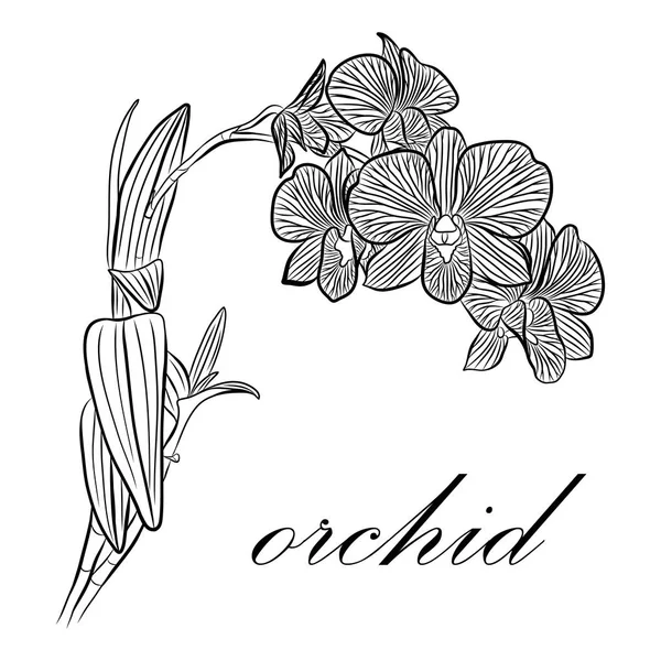 Realistiska orkidé med blad — Stock vektor