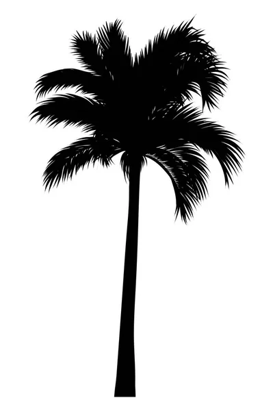 Tropikal palmiye siluet — Stok Vektör