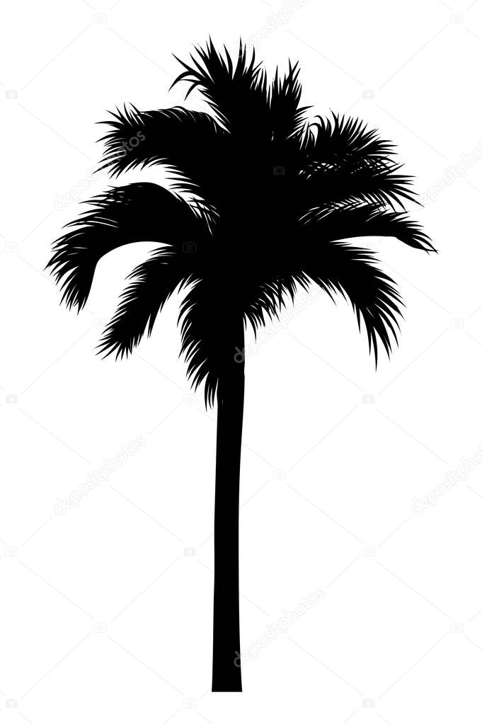 tropical palm silhouette