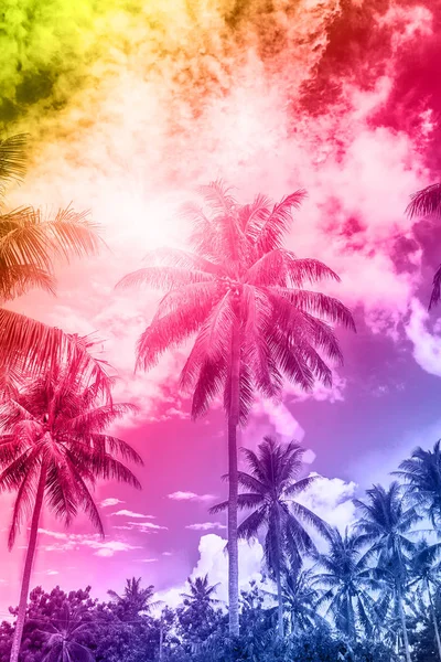 Güzel bir clunds palmiye ağaçlarının — Stok fotoğraf