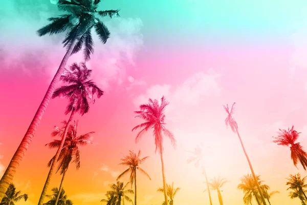 Palmen auf einer schönen Wolke — Stockfoto