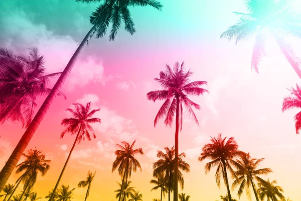 Palm trees on a beautiful clouds — Stock Photo, Image