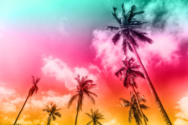 Palm trees on a beautiful clouds — Stock Photo, Image