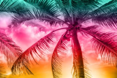 güzel bir bulutlar palmiye ağaçlarının