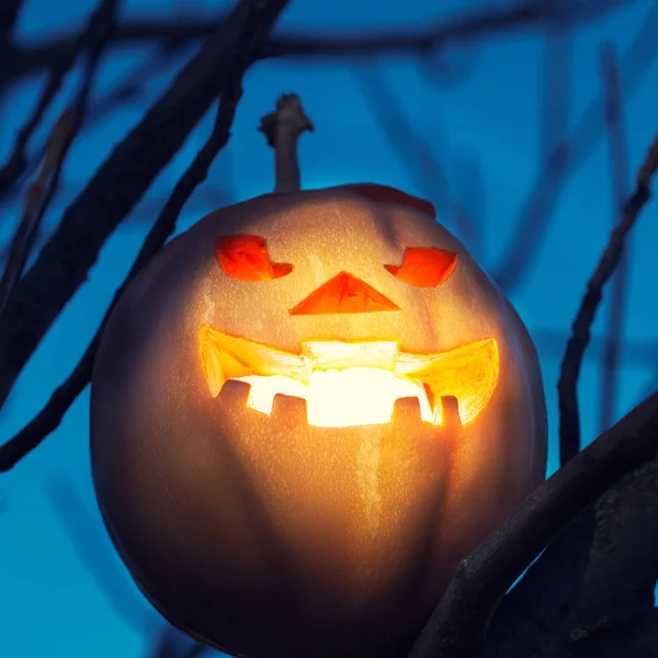 Halloween jack-o-lanterna na árvore — Fotografia de Stock