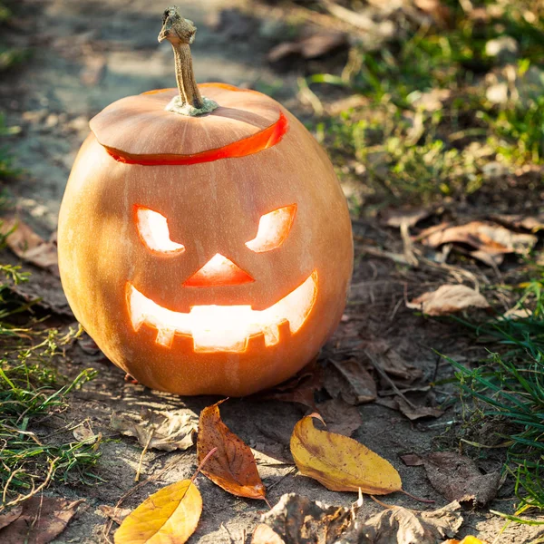 Halloween jack-o-lantern stående — Stockfoto