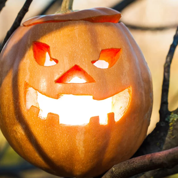 Halloween jack-o-lantern on  tree — Stock Photo, Image