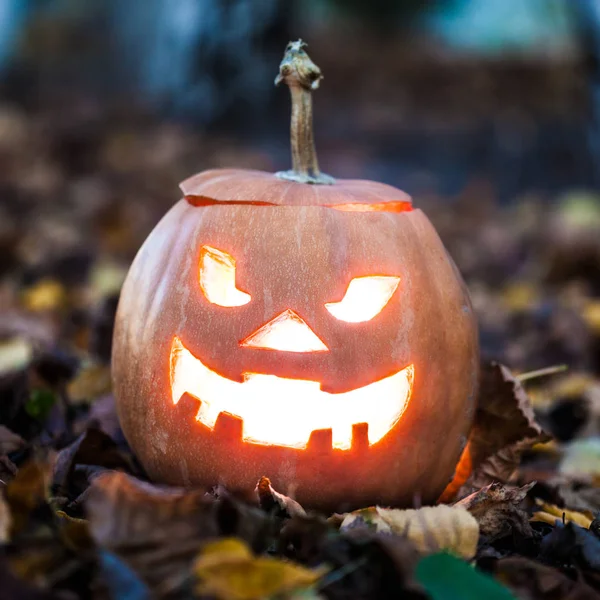 Halloween jack-o lucernou na listech — Stock fotografie