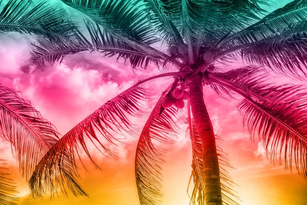 güzel bir bulutlar palmiye ağaçlarının