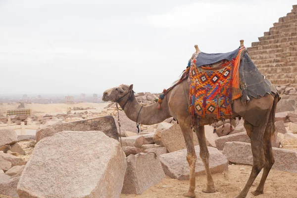 Egito Cairo - Gizé — Fotografia de Stock