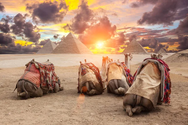 Mısır Kahire - Giza — Stok fotoğraf