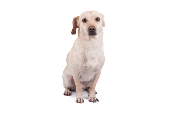 Happy Small Dog Isolated White Background — Stock Photo, Image