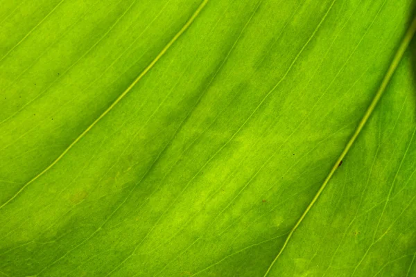Green Palm Leaf Texture Close View — Stock Photo, Image