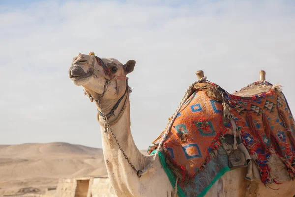Camel Descansando Egito Cairo Gizé — Fotografia de Stock