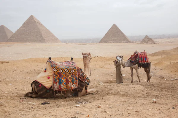 Camellos Descansando Egipto Cairo Giza —  Fotos de Stock