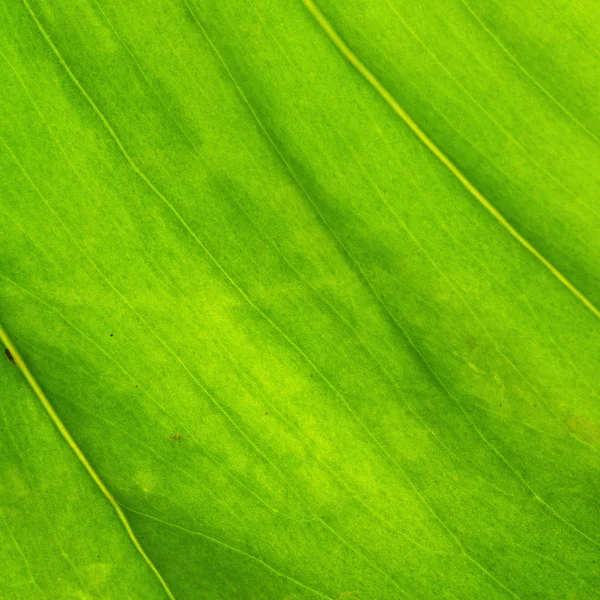 Green Palm Leaf Texture Close View — Stock Photo, Image