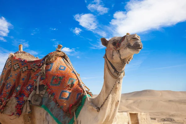Camel Repos Egypte Caire Gizeh — Photo