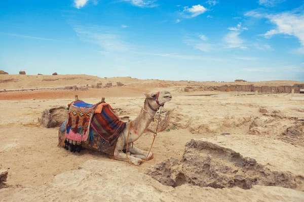 Resting Camel Egypt Cairo Giza — Stock Photo, Image