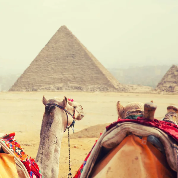 Egypten Kairo - Giza — Stockfoto