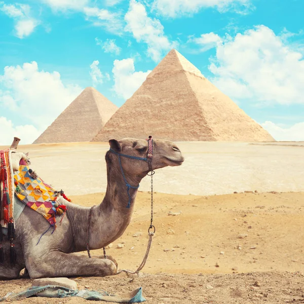 エジプト カイロ ・ ギザ — ストック写真