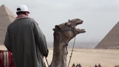 Mısır Kahire - Giza. Deve ile piramitlerin genel görünümü