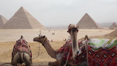 Mısır Kahire - Giza. Deve ile piramitlerin genel görünümü