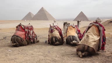 Mısır Kahire - Giza. Deve ile piramitlerin genel görünümü