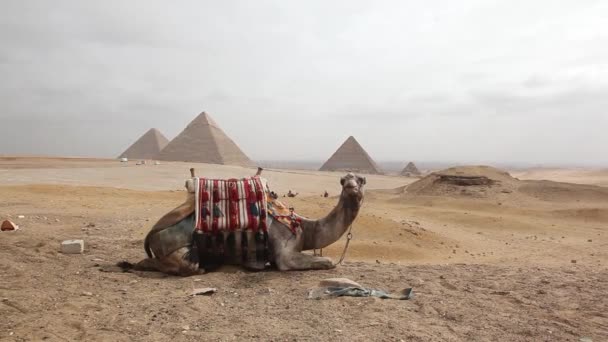 Egito Cairo Gizé Vista Geral Das Pirâmides Com Camelo — Vídeo de Stock