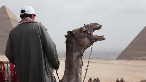 Egypte Cairo Gizeh Algemeen Beeld Van Piramides Met Camel — Stockvideo