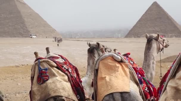 Egitto Cairo Giza Veduta Generale Delle Piramidi Con Cammelli — Video Stock