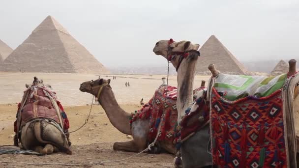 Egypt Káhira - Giza. Celkový pohled z pyramid s velbloudy