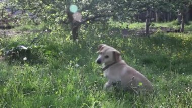 yeşil alan genç sağlıklı köpek 