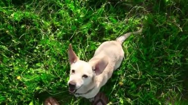 sahibi ile bir yeşil sahada oynayan genç sağlıklı köpek 