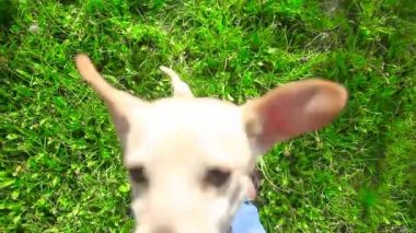 sahibi ile bir yeşil sahada oynayan genç sağlıklı köpek 