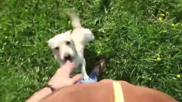 グリーン フィールドに所有者と遊ぶ若い健康な犬 — ストック動画